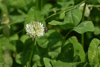 Coelioxys inermis femmina su Trifolium repens