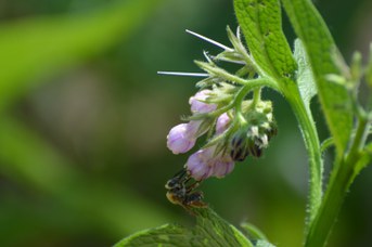 Eucera sp. femmina su Symphytum sp.