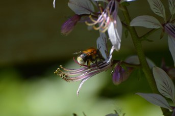 Habropoda tarsata femmina su Dictamnus albus