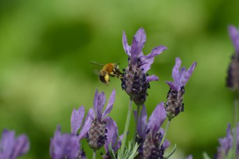 Habropoda tarsata femmina su Lavandula stoechas