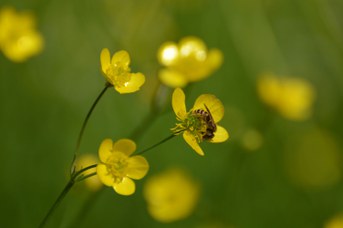 Halictus scabiosae femmina su Ranunculus acris