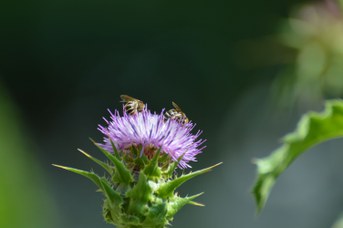 Halictus scabiosae femmine su Silybum marianum