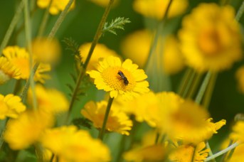 Heriades sp. femmina su Cota tinctoria