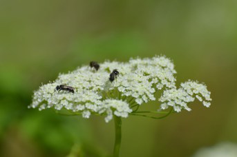 Hylaeus imparilis su ombrellifera