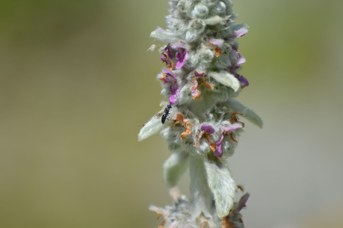 Hylaeus sp. maschio su Stachys bizantina