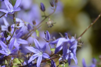 Lasioglossum lissonotum su Campanula garganica