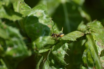 Megachile sp. femmina con polline posata