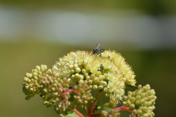 Megachile rotundata su Sedum telephium