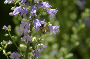 Megachile sp. femmina su Campanula bononiensis