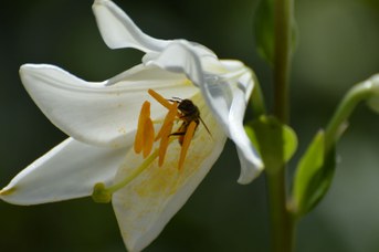 Megachile sp. femmina su Lilium candidum