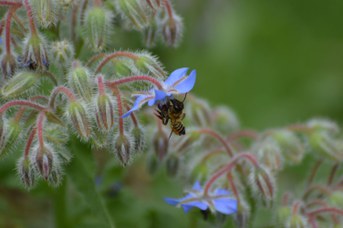 Megachile willughbiella femmina con polline su Borago officinalis