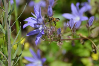 Megachile willughbiella femmina con polline su Campanula garganica