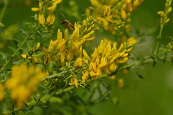 Megachile willughbiella femmina su Genista tinctoria