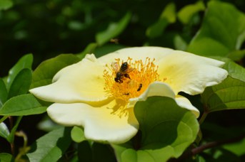 Megachile willughbiella femmina su Rosa canina