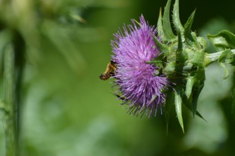 Megachile willughbiella femmina su Silybum marianum