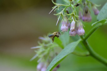 Megachile willughbiella femmina su Symphytum sp.
