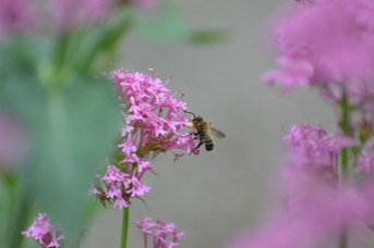 Megachile willughbiella maschio su Centranthus ruber