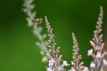 Megachile willughbiella maschio su Linaria purpurea