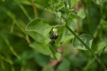 Megachile willughbiella maschio su Salpichroa origanifolia