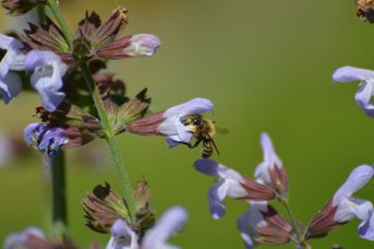 Megachile willughbiella maschio su Salvia officinalis