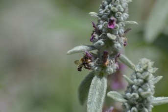 Megachile willughbiella maschio su Stachys bizantina