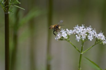 Megachile willughbiella maschio su Valeriana officinalis