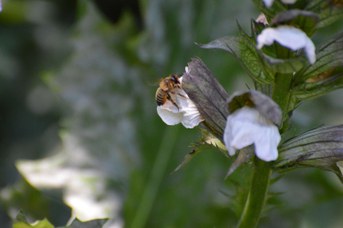 Megachile willughbiella su Acanthus mollis