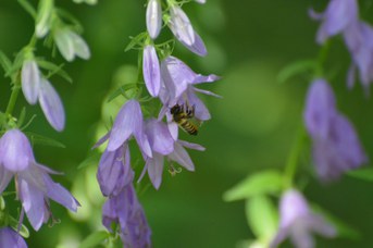 Megachile willughbiella su Campanula rapunculoides