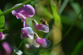 Megachile willughbiella su Lathyrus latifolius