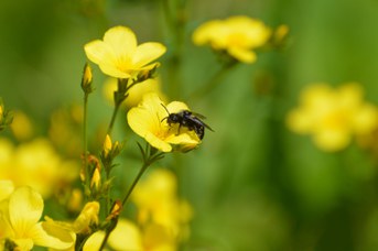 Melecta albifrons femmina su Linum campanulatum
