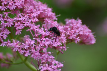 Melecta sp. femmina nera su Centranthus ruber