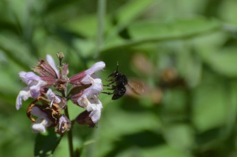Melecta sp. femmina nera su Salvia officinalis