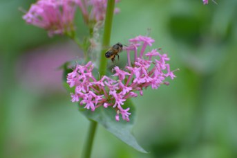 Osmia bicornis femmina su Centranthus ruber