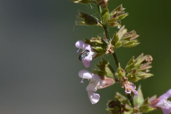 Osmia caerulescens femmina su Salvia officinalis