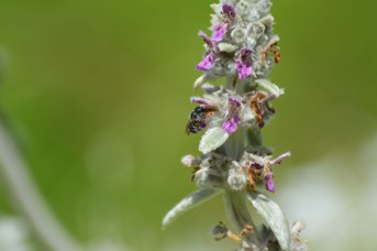 Osmia caerulescens femmina su Stachys bizantina