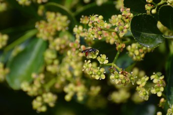 Sphecodes gibbus maschio su Euonimus sp.