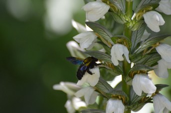 Xylocopa sp. femmina su Acanthus mollis