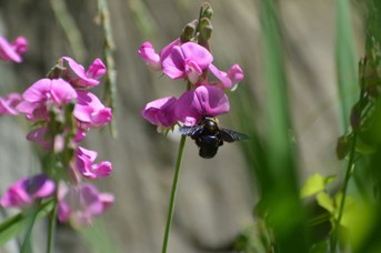 Xylocopa sp. femmina su Lathyrus latifolius
