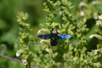 Xylocopa sp. femmina su Teucrium flavum