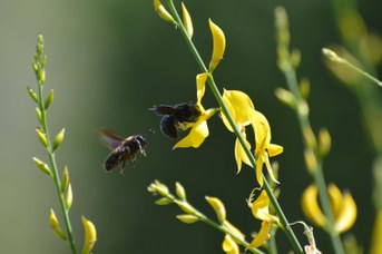 Xylocopa violacea femmina(insieme a maschio) con polline su Spartium juniceum