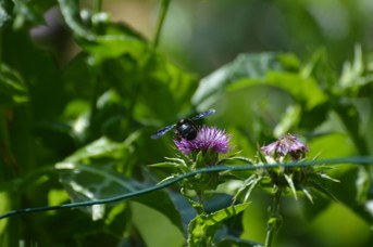 Xylocopa violacea femmina su  Silybum marianum