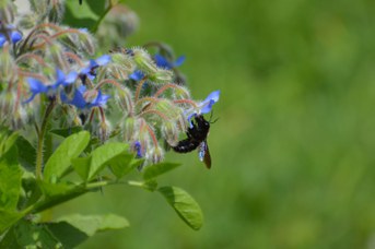 Xylocopa violacea maschio su Borago officinalis