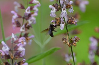 Xylocopa violacea maschio su Salvia officinalis