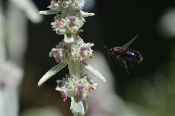Xylocopa violacea maschio su Stachys bizantina
