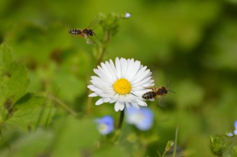 Andrena flavipes, maschi, su Bellis perennis