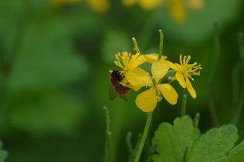 Andrena fulva su Chelidonium majus