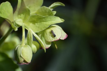 Andrena sp. maschio su Helleborus foetidus