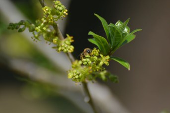 Andrena sp. maschio su Orixa japonica