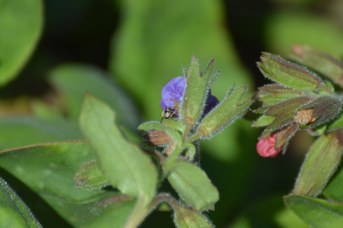 Andrena sp. maschio su Pulmonaria sp.