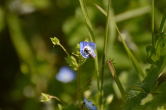 Andrena sp. maschio su Veronica sp.